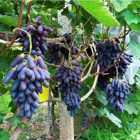 🍇Sweet Sapphire Grapes Seeds (Pack Of 20)