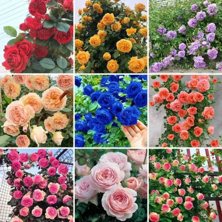 EverBloom Elegant Climbing Rose Flower Seeds - 9(BUY 1 GET 2 FREE)