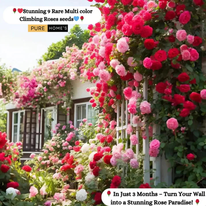 🌹ELEGANT CLIMBING ROSE FLOWER SEEDS- 9 RARE AND BREATHTAKING COLORS SEEDS (IMPORTED)