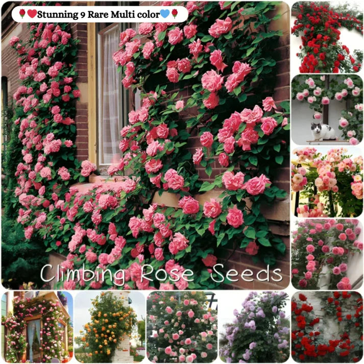🌹ELEGANT CLIMBING ROSE FLOWER SEEDS- 9 RARE AND BREATHTAKING COLORS SEEDS (IMPORTED)