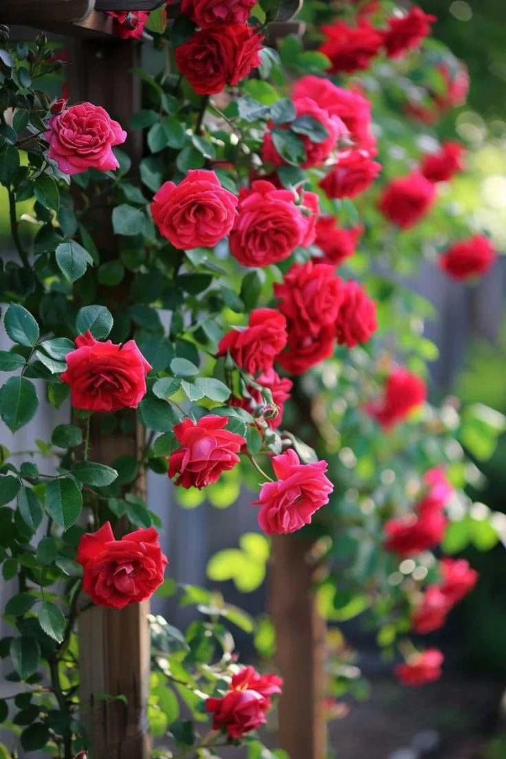 🌹ELEGANT CLIMBING ROSE FLOWER SEEDS- 9 RARE AND BREATHTAKING COLORS SEEDS (IMPORTED)