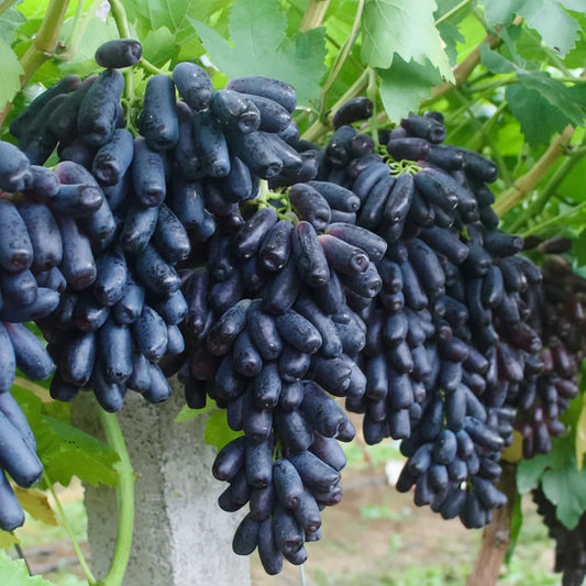 🍇Sweet Sapphire Grapes Seeds (Pack Of 20)